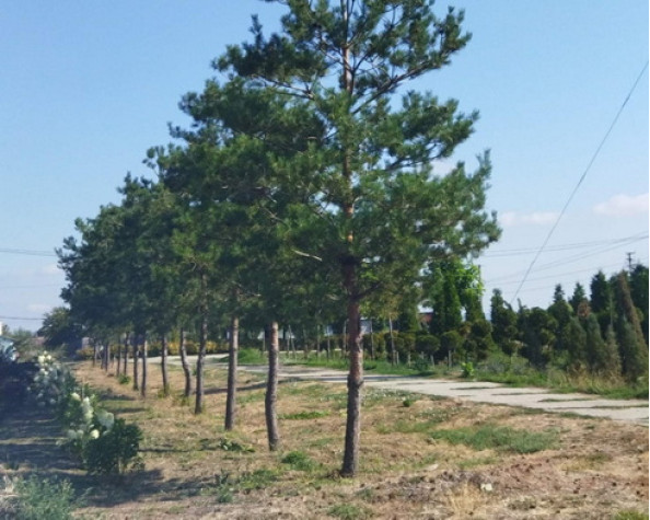 Сила крупномеров: как Питомник «Зеленое Кольцо» трансформирует пространство