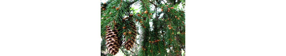 Ялина Ялина