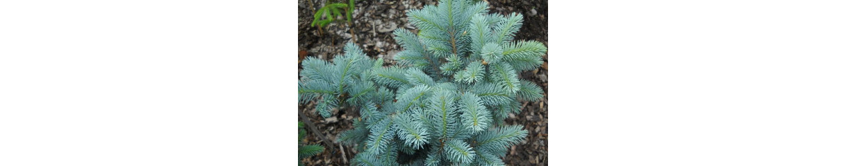 Ялина Ялина