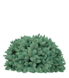 Хвойники горизонтальні