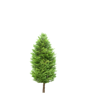 Хвойники вертикальні