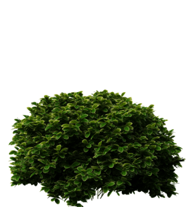 Чагарники листяні