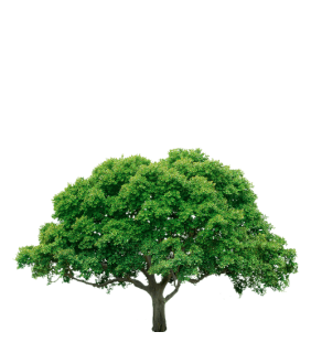 Дерева листяні