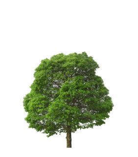 Рослини на штамбі