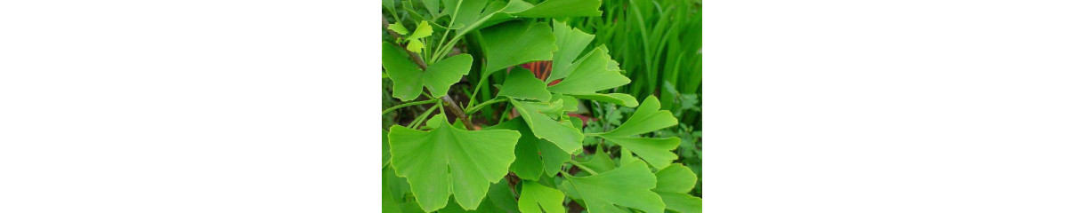 Гинко Гинко