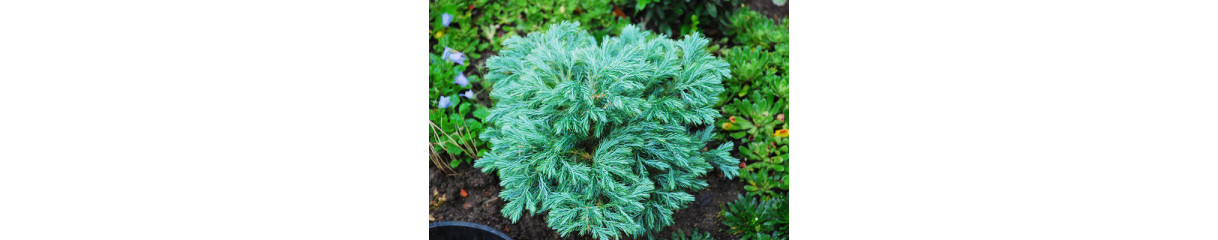 Кипарисовик Кипарисовик