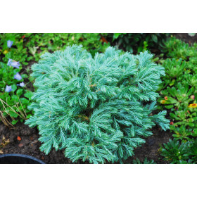 Кипарисовик Кипарисовик