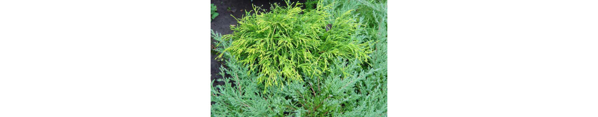 Кипарисовик