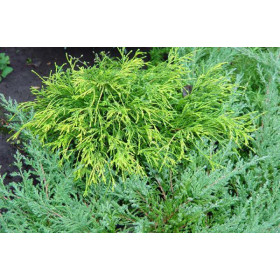 Кипарисовик