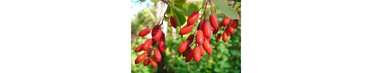 Кизил Кизил