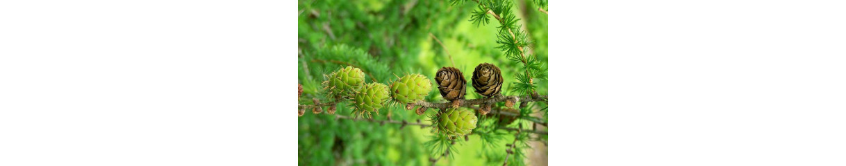 Модрина Модрина