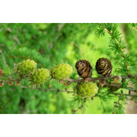 Модрина Модрина