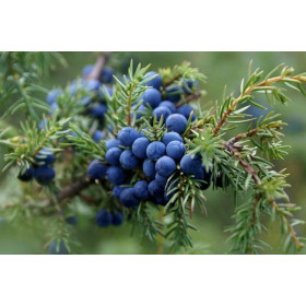 Ялівець Ялівець