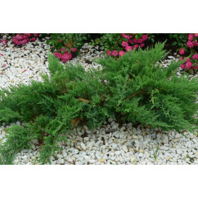 Можжевельник