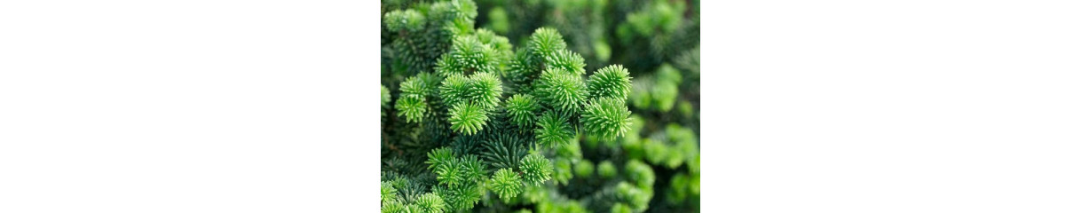 Ялиця Ялиця