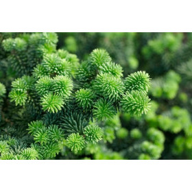 Ялиця Ялиця