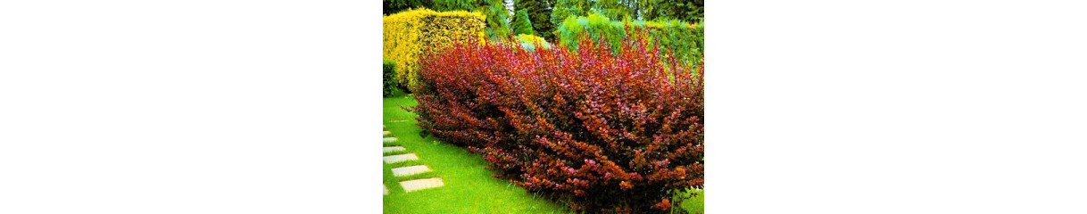 Пузиреплодник