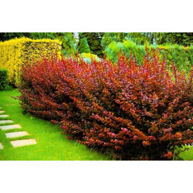 Пузыреплодник