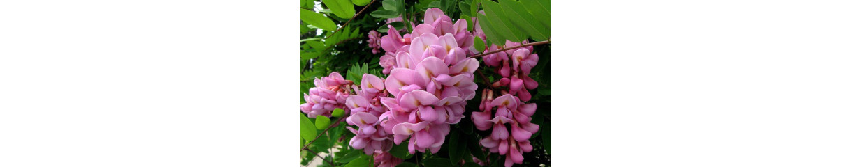 Робиния Робиния