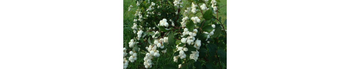 Снігоягідник