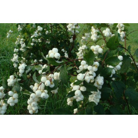 Снежноягодник