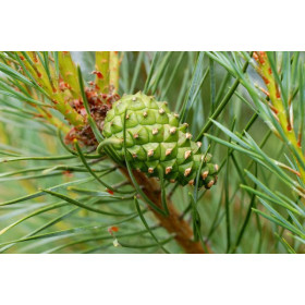 Сосна Сосна