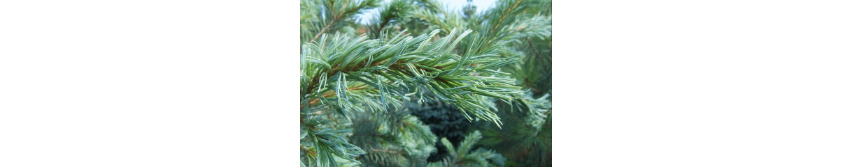 Сосна Сосна