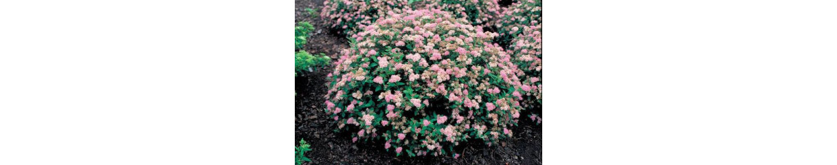 Спирея Спирея