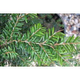 Тсуга Тсуга