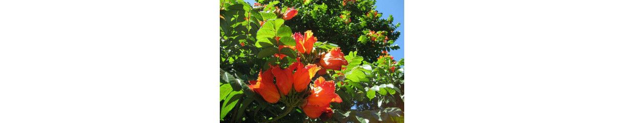 Тюльпанове