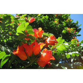 Тюльпанове