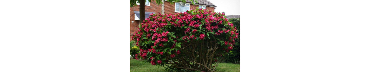 Вейгела Вейгела