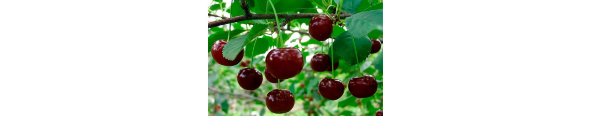 Вишня Вишня