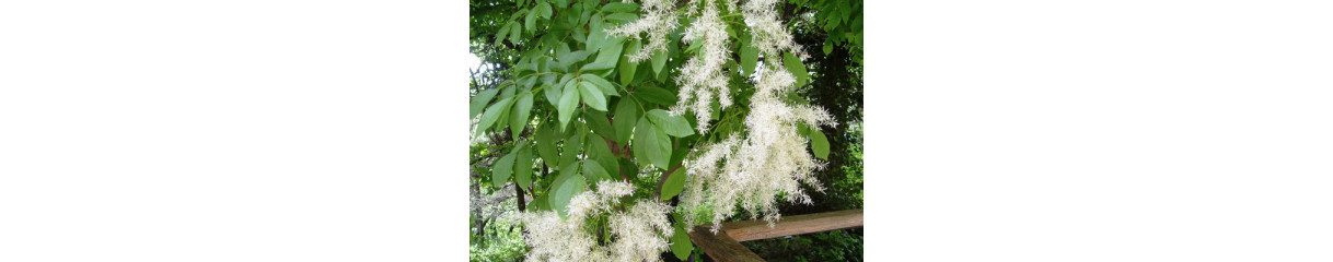 Ясень Ясень