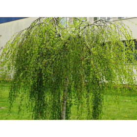 Береза  повисла