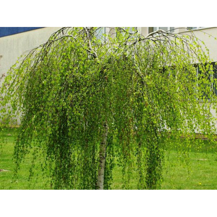 Береза  повисла