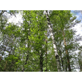 Береза ​​чорна