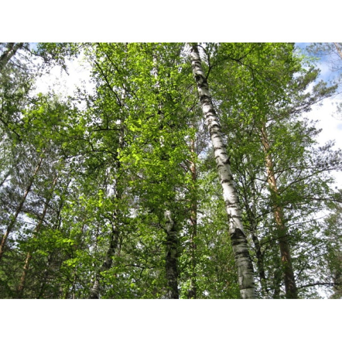 Береза ​​чорна