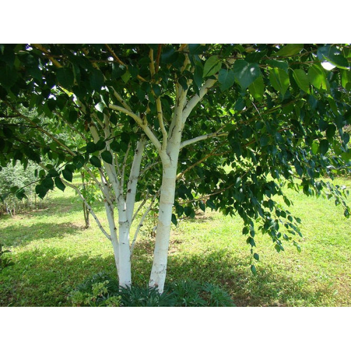 Береза ​​корисна Jacquemontii