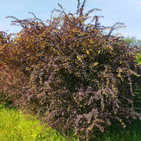 Барбарис оттавський Superba