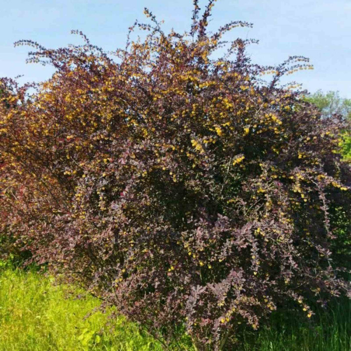 Барбарис оттавський Superba