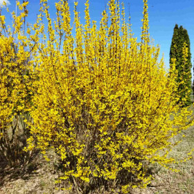 Форзиция средняя