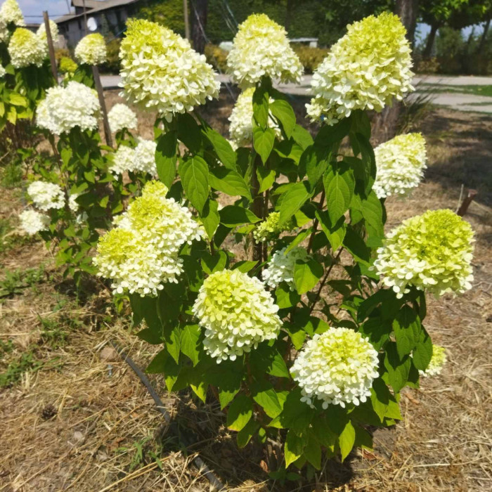Гортензія волотиста Polar Bear
