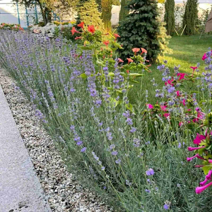 Лаванда вузьколиста Munstead