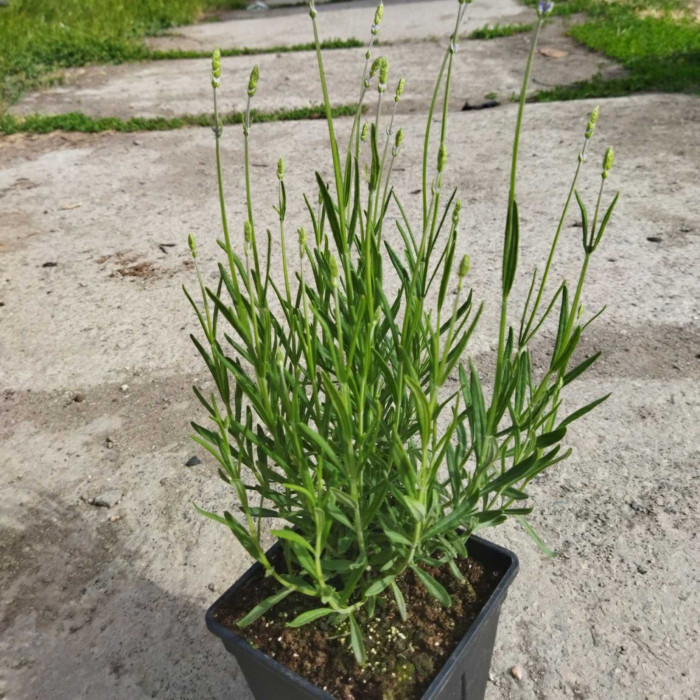 Лаванда вузьколиста Munstead