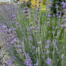 Лаванда вузьколиста Munstead