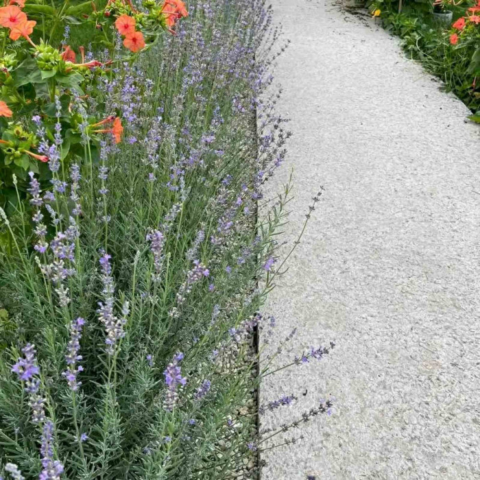 Лаванда вузьколиста Munstead
