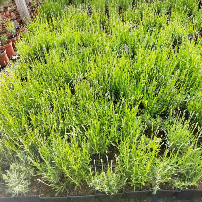 Лаванда вузьколиста Munstead