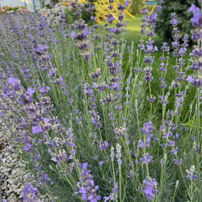 Лаванда вузьколиста Munstead