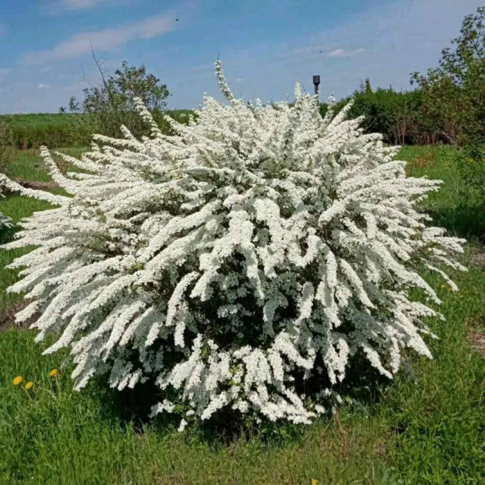 Спирея серая Grefsheim